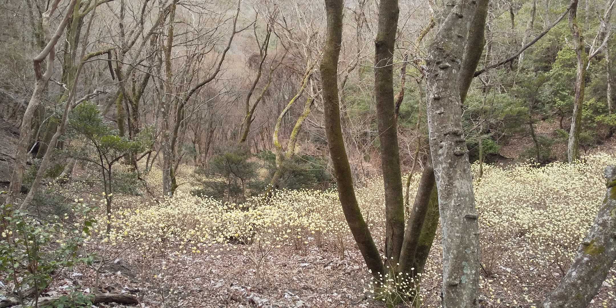 谷の下の方まで一面のミツマタ