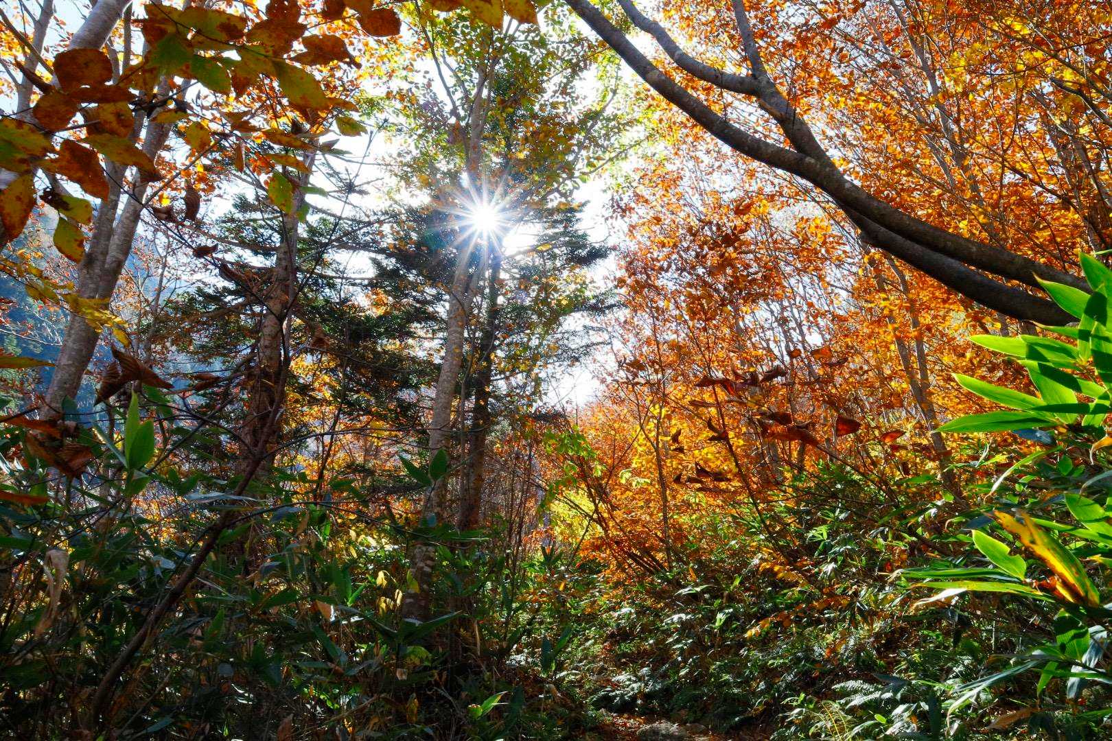 急登を抜けると、紅葉🍁ゾーンが続く🍁