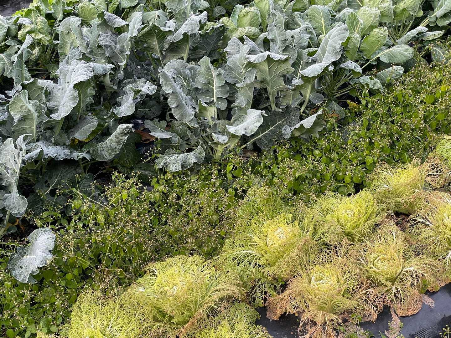 収穫を待つ野菜たち。ここで採れた白菜，美味しいでしょうね〜