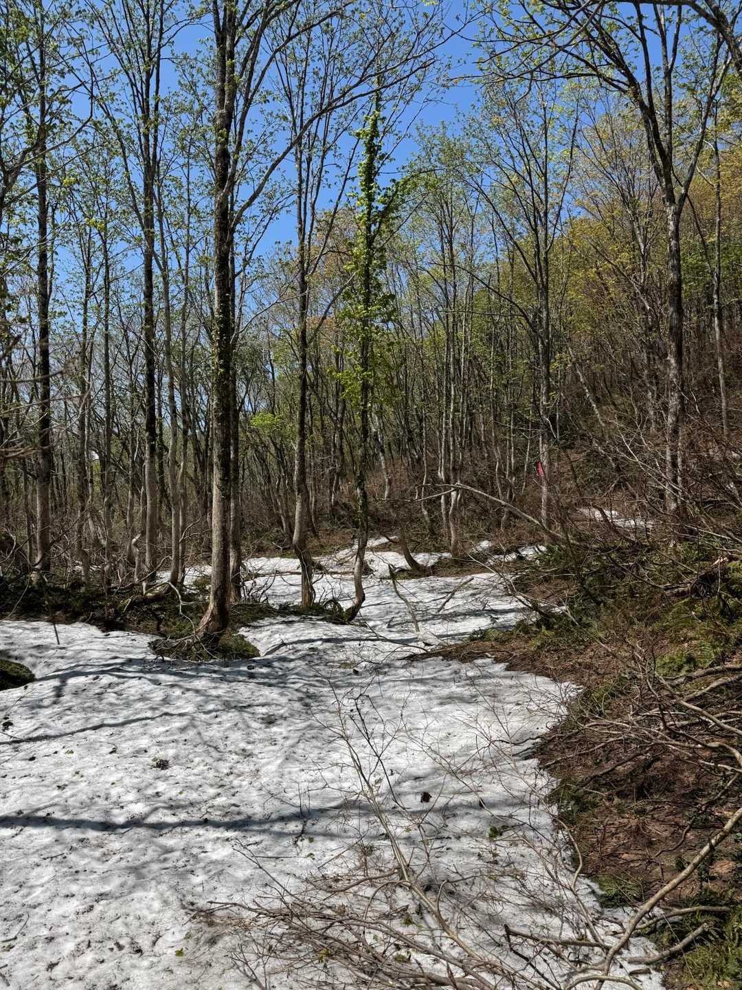 昨年はなかった残雪が目立ちます
やはり雪が多かったんですね
この先もしっかり赤テープがあるので、迷うことはありません