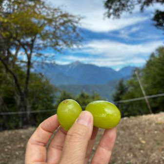 山頂でご一緒したお姉さんに頂いたマスカットが甘くて美味しかった〜😋ご馳走様でした🙏