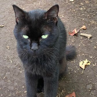 明王峠で休憩してたら足下に黒い何かがいる😱
この子でした🐈心臓止まるかと思った💦