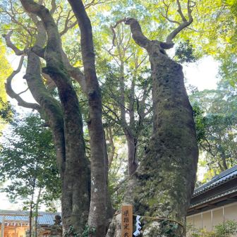 切目王子　天然記念物ホルトの樹