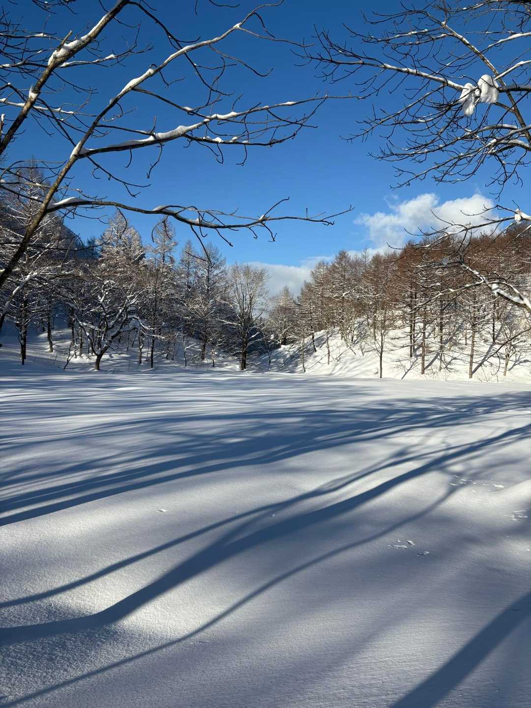 袴湿原も真っ白キラキラ
