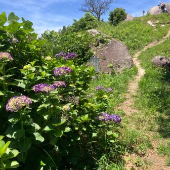 さて下山です、紫の紫陽花が綺麗😍