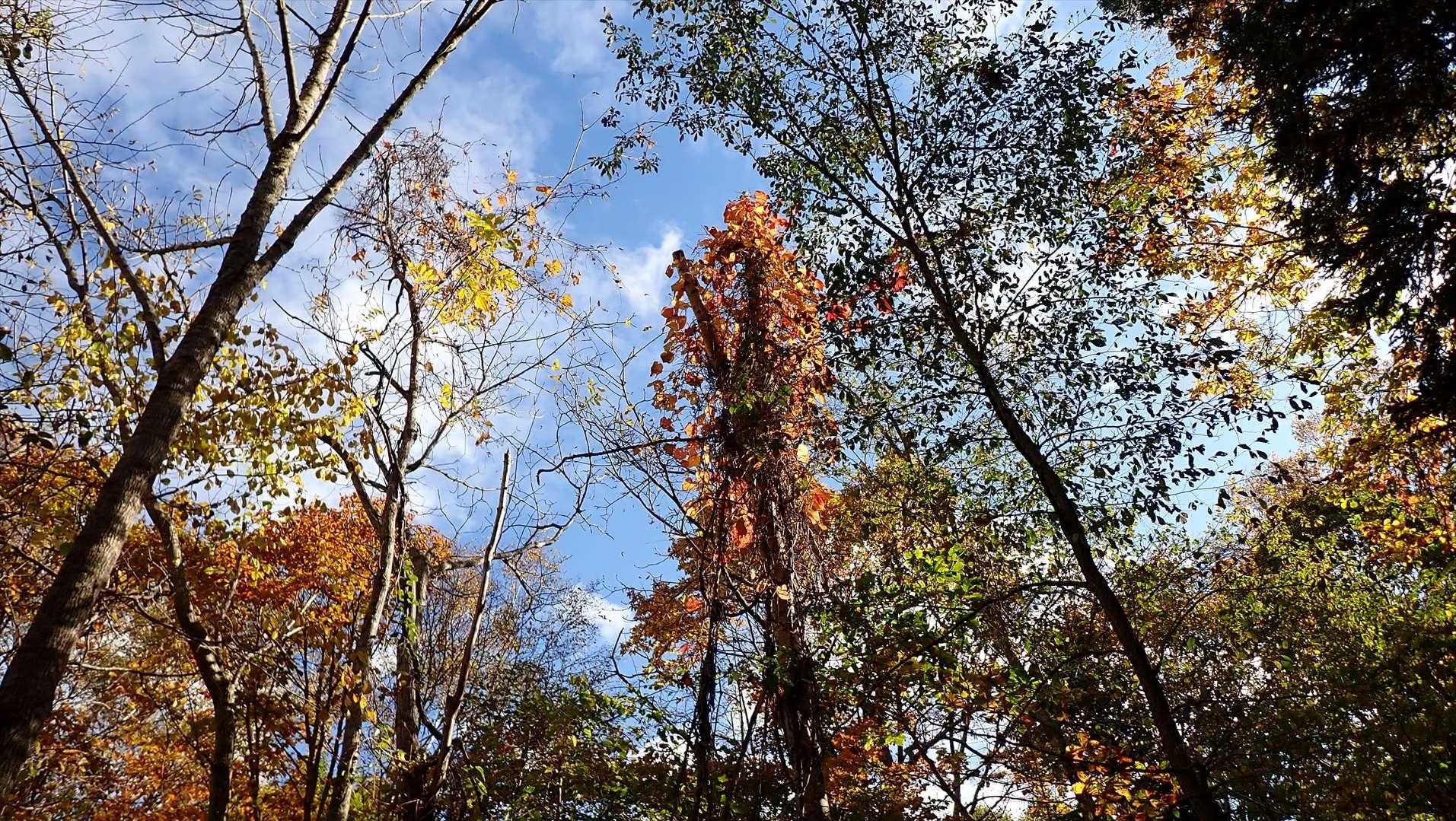 ヤマブドウの紅葉