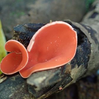 🍄