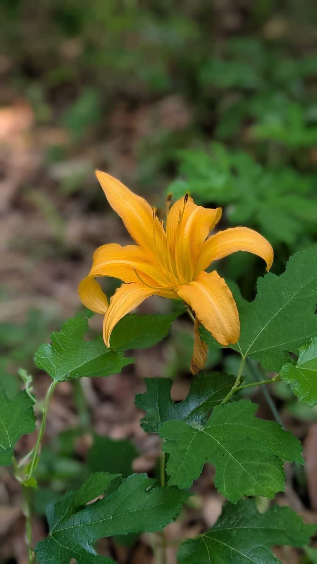 ノカンゾウ(野萱草)🌼