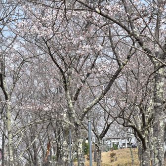 お伊勢山の桜
