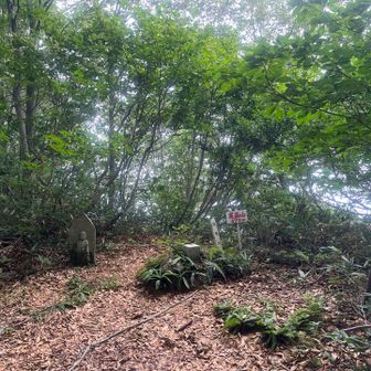 尻高山。
標高が下がって景色は減ってきます。暑さも増します💦