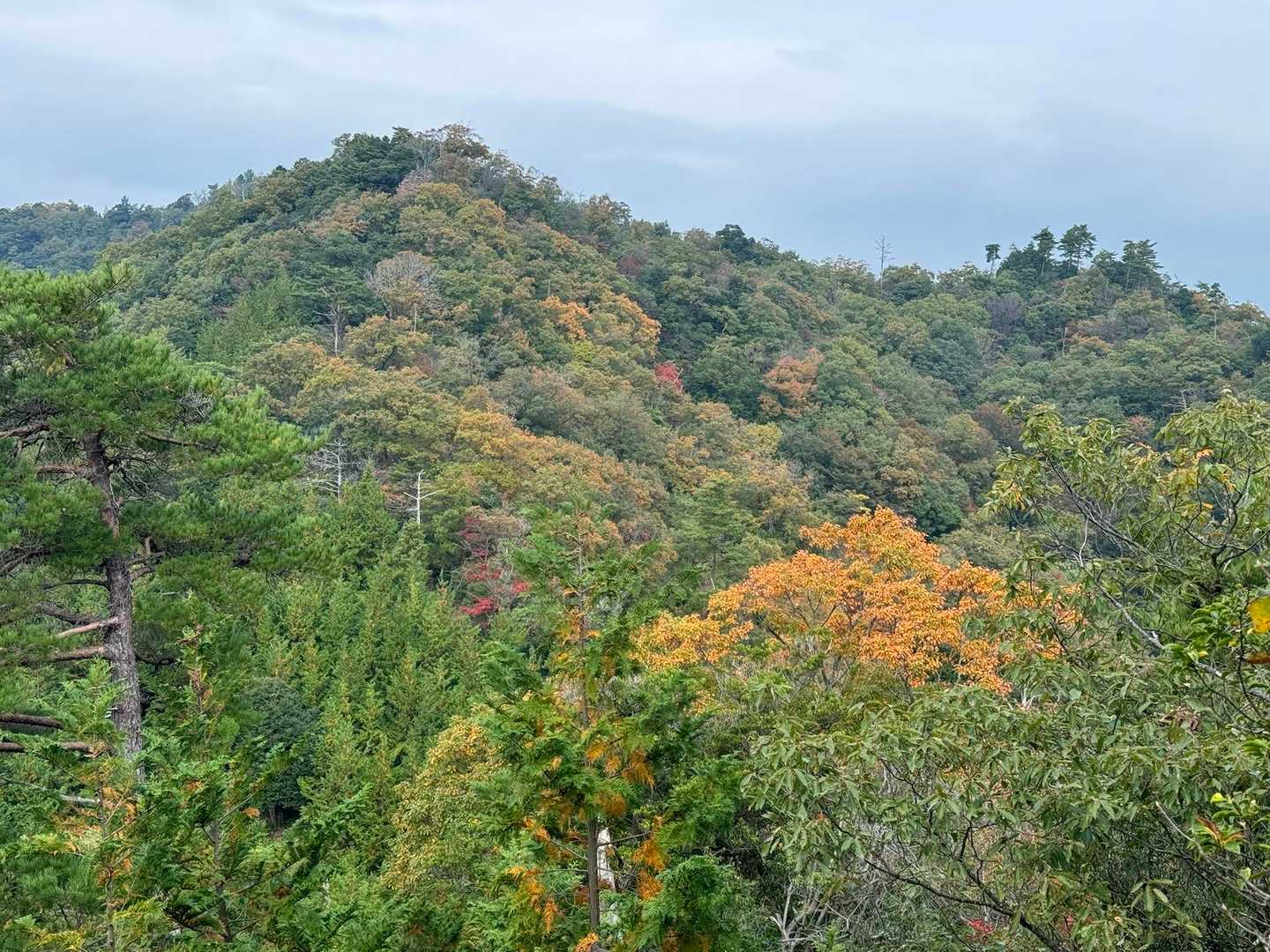 里山の紅葉もなかなか良いですね。