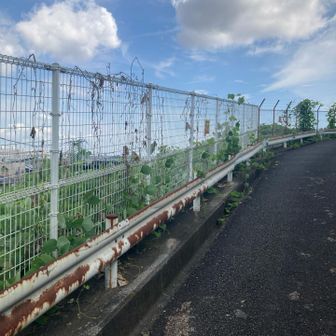 市街地から入ります