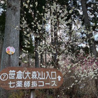 白梅と紅梅が見事でした🌸