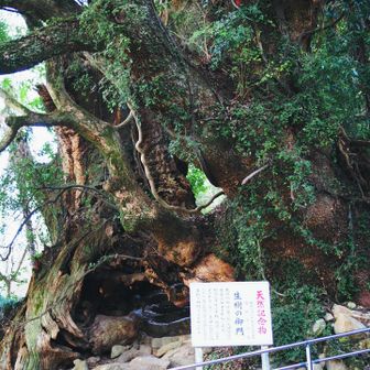寄り道して天然記念物　生樹の御門へ