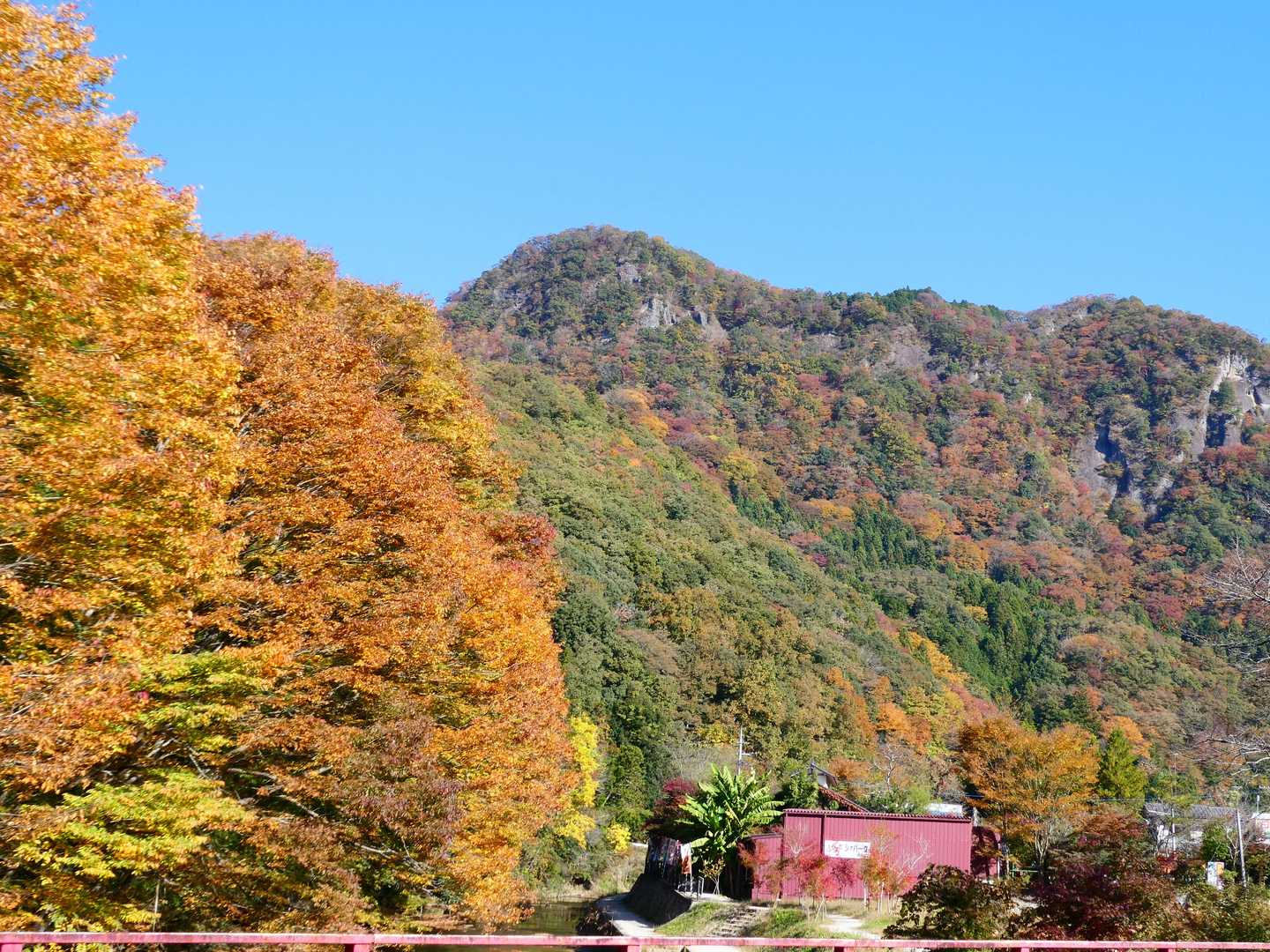 紅葉してます🎵