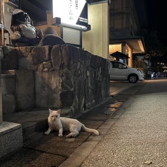 今夜の宿。猫ちゃんがお出迎え