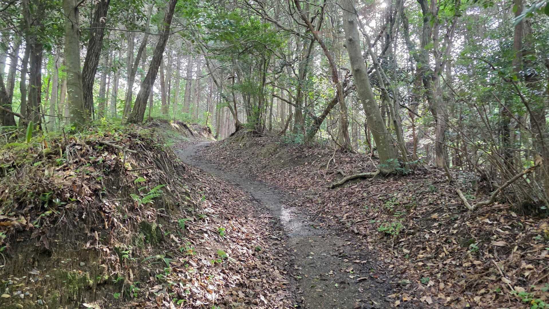 旧登山道から登った。
ここはまあまあ急登だった気はする。樹林帯なので日陰で良き👍🌟