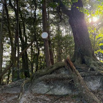 木漏れ日がいい