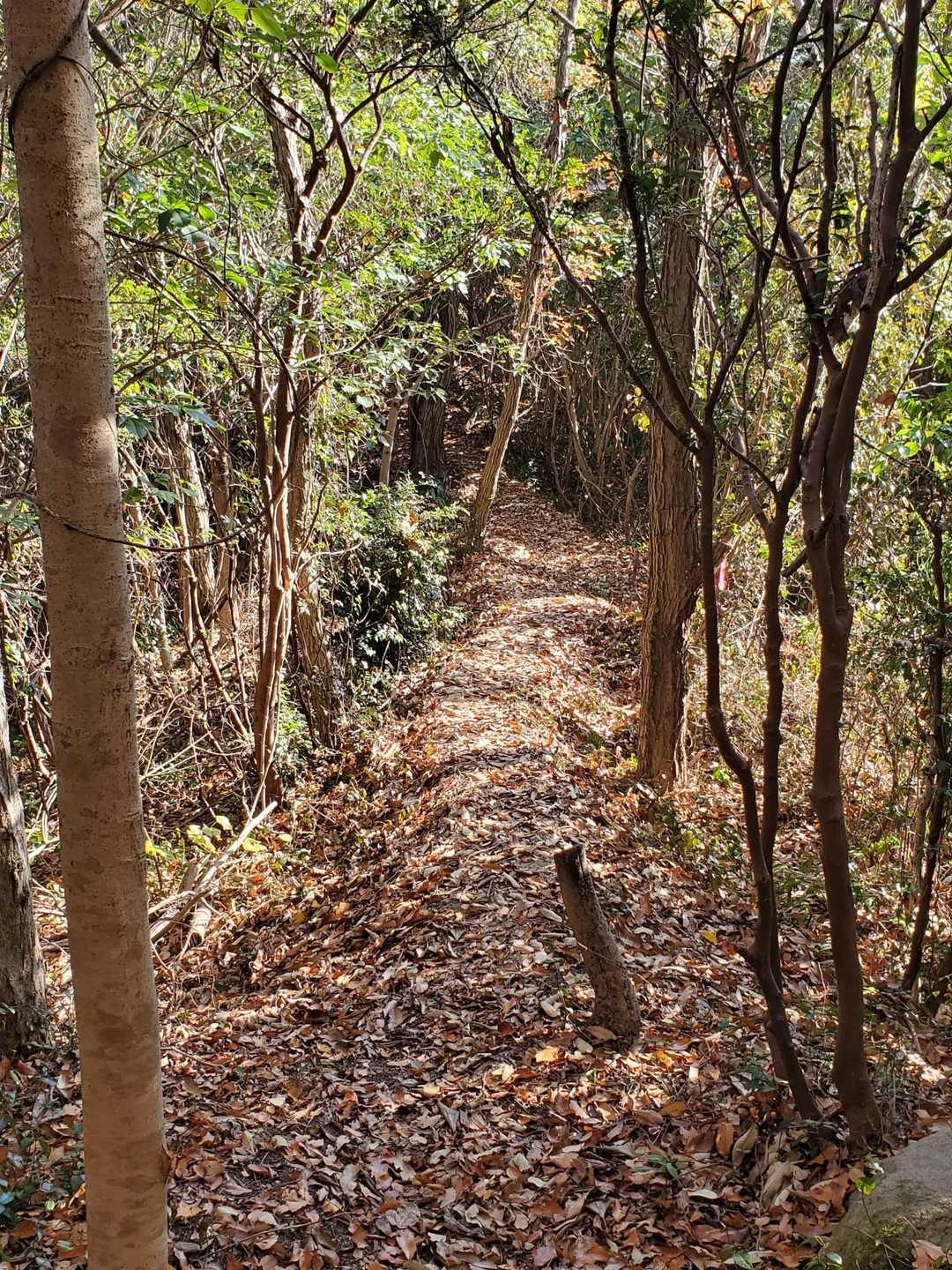 縦走路もいい感じです😊