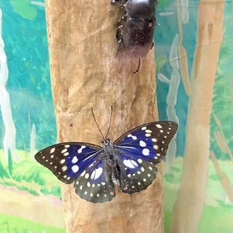 オオムラサキの飼育をしている方に、幼虫を見せていただきました。初めて展示室の標本も拝見し、いろいろお話しを聞かせていただきました。
来年7月、蝶になったオオムラサキを見に行きますね🦋
ありがとうございました🙇‍♀️