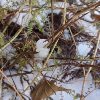 これが氷花かぁ！
キンキンさんに教えていただきました😀
代表的なものはシモバシラというシソ科の花にできるらしい
さとちゃんさんに教えていただきました😀
