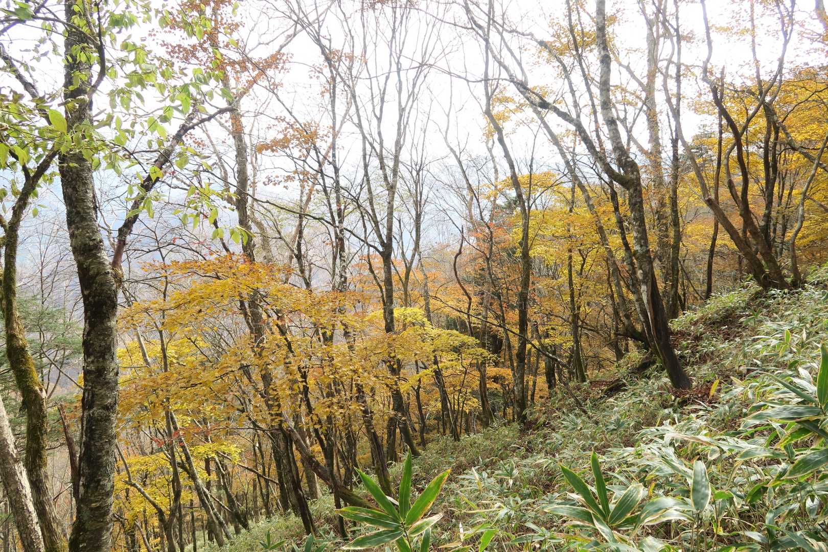 石丸峠を越えて下山開始