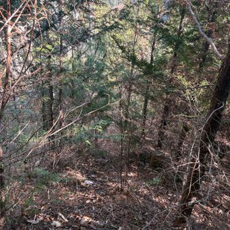 北側の林道に降ります🚶
ここは薮が深いのでサングラスで眼を保護した方か良いです🕶️
