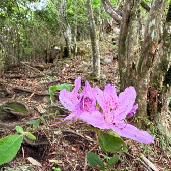 綺麗な花が慰めてくれます