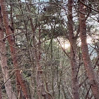 日の出じゃー無いけど今日初太陽コレクション