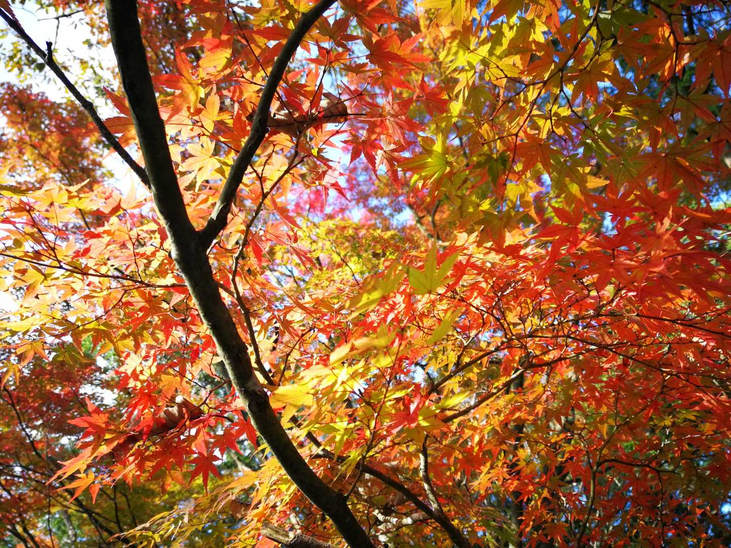 生駒山の写真