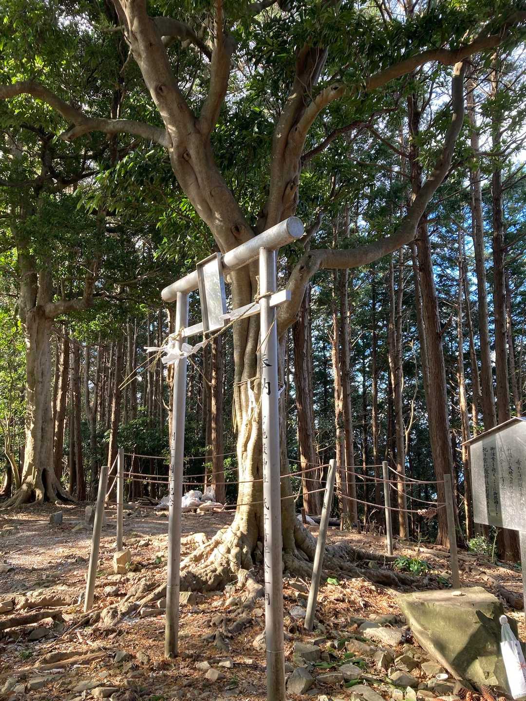 山頂には小さな鳥居とご神木だけ。