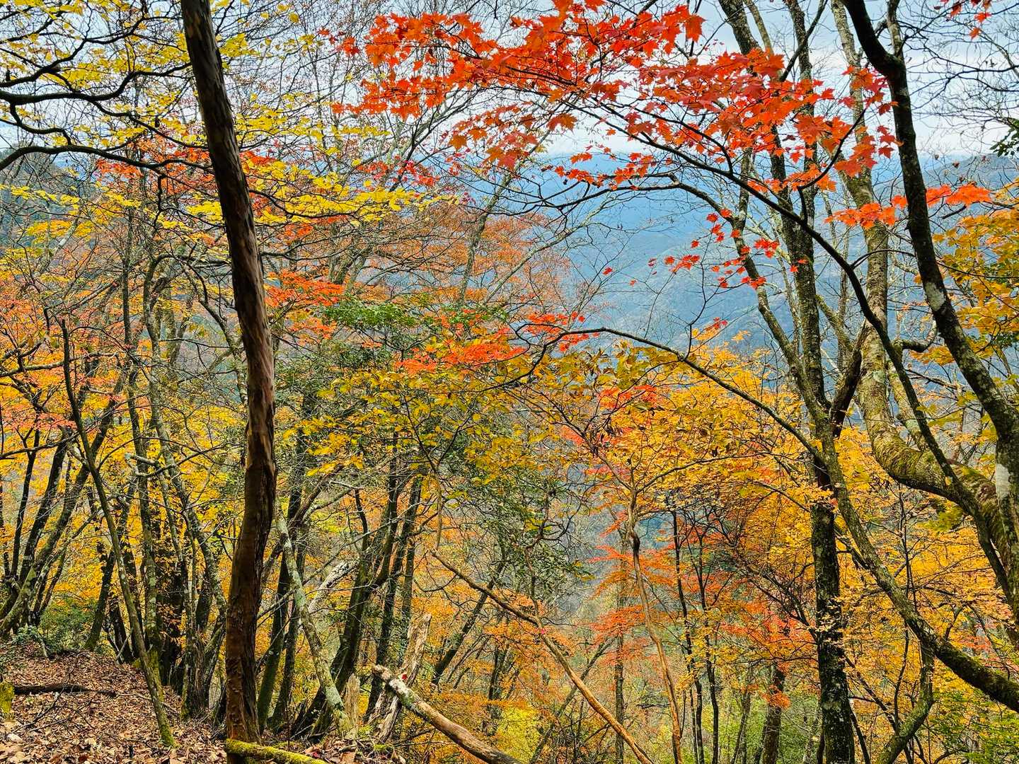 わぁ、綺麗🍁🍁🍁