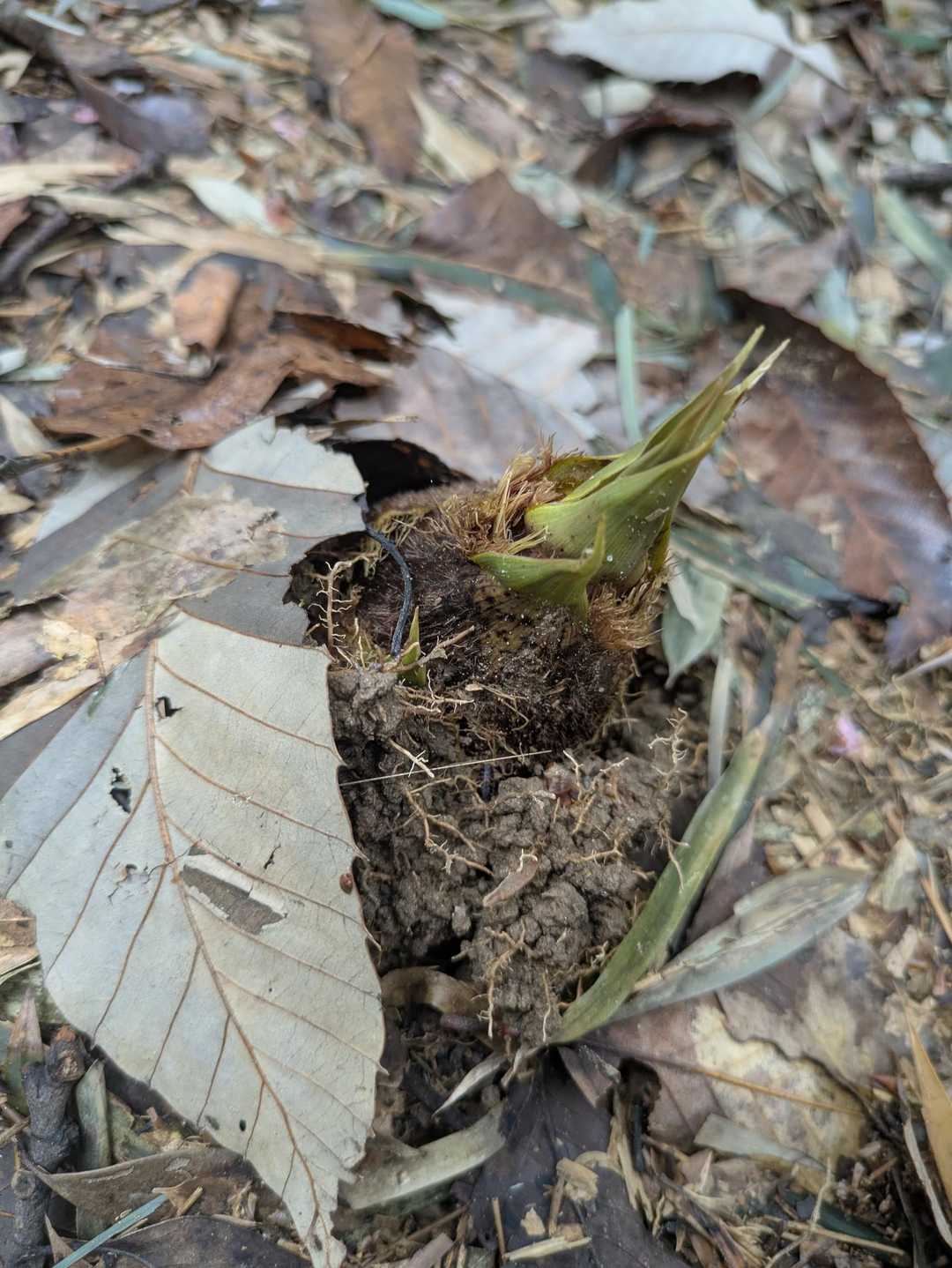 階段で降りて行くと、タケノコが生えてました🌱春ですねぇ😌