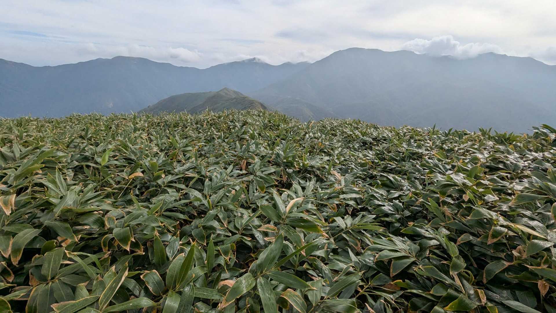 熊穴沢ノ頭-天狗の留まり場-谷川岳-一ノ倉岳-茂倉岳-武能 縦走コースの写真