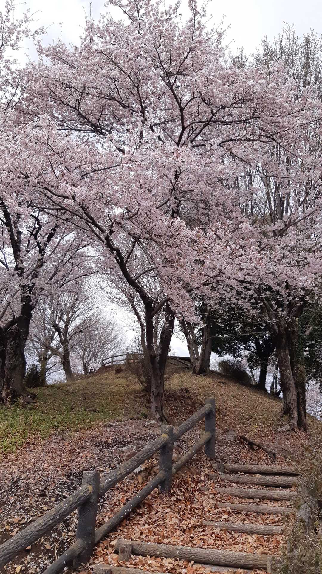 山頂へ続く桜の道…