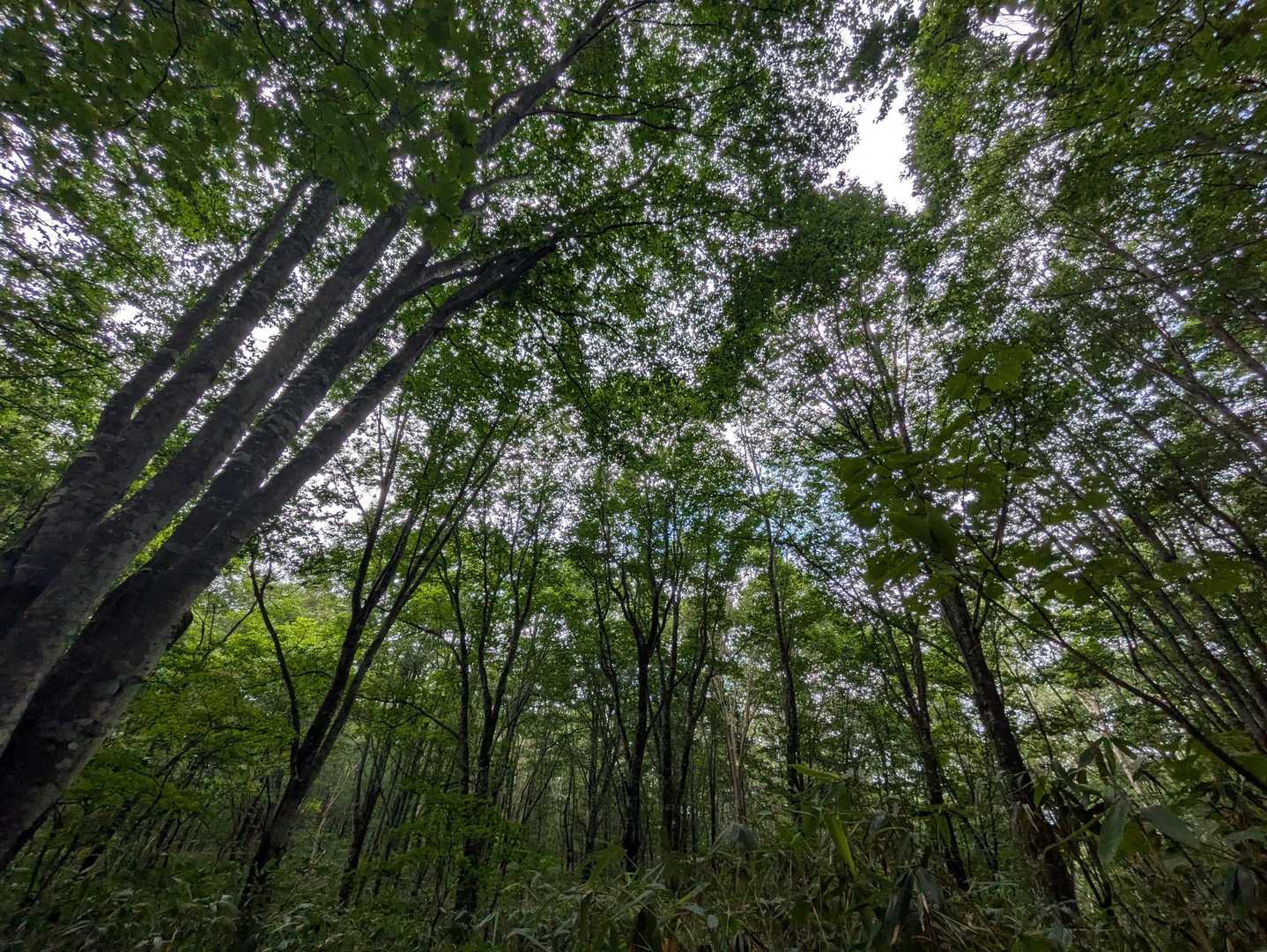 大橋登山口-種池-黒姫山-西登山口 周回コースの写真