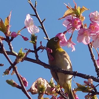 河津桜とウグイス、ではなくメジロですね