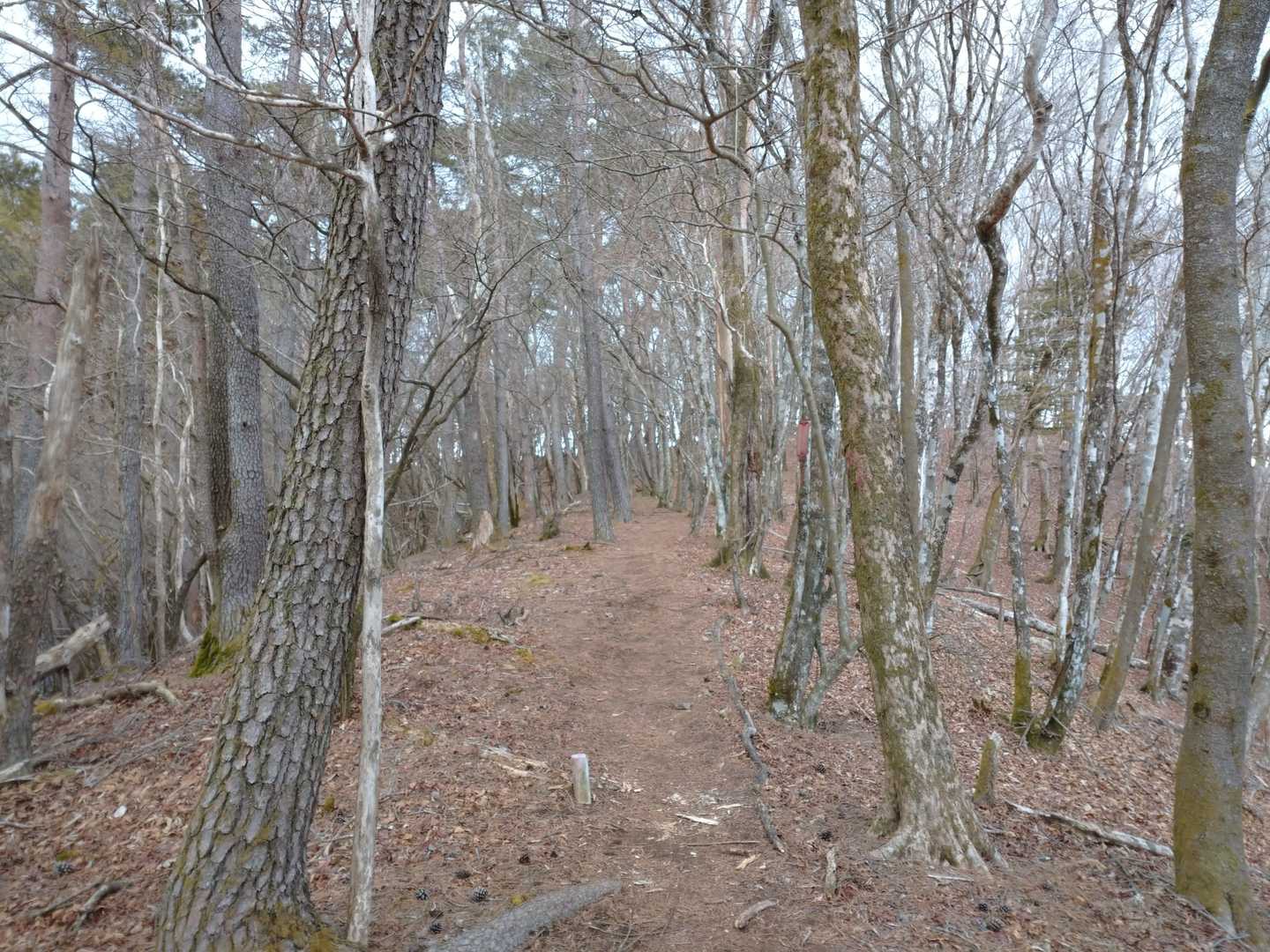 こんな道を通って