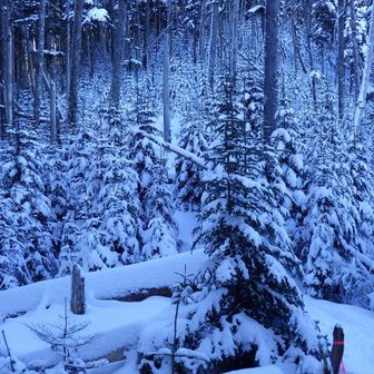 幻想的なきれいさです