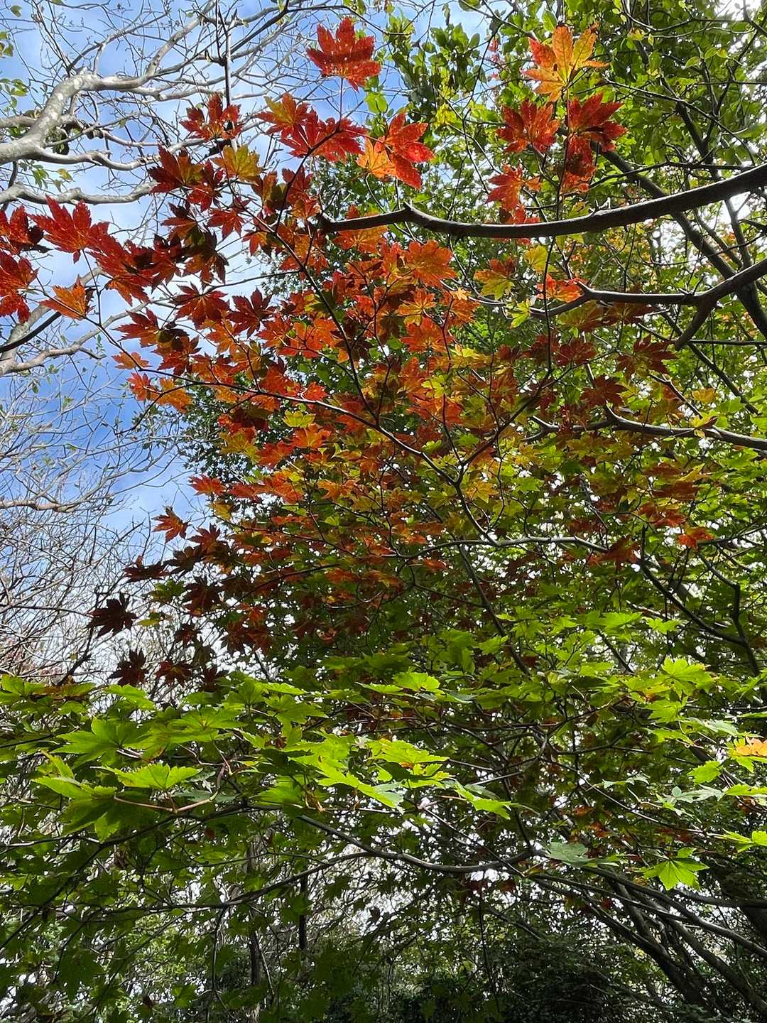 今年も綺麗だったよ🍁