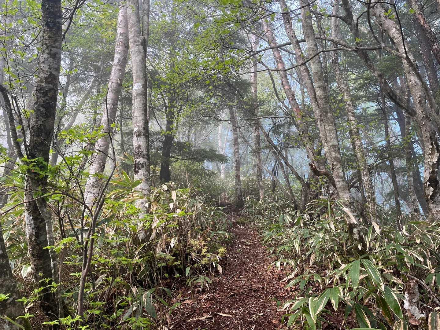 おやおや
ガスが出てきてしまったよ
山頂手前は、笹がメインだよ