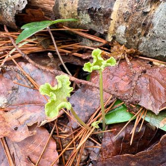 これは何かな？