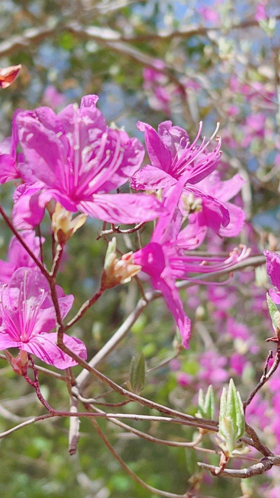桜が終わってツツジがカラフルです