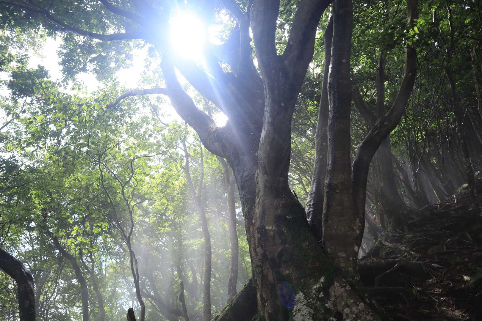 大洞山-大洞山-四ノ峰 周回コースの写真