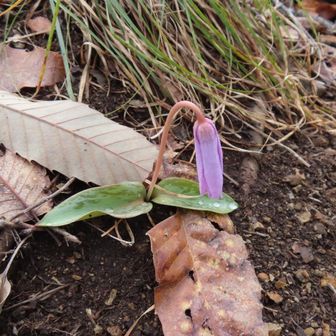 もうすぐ咲きそう