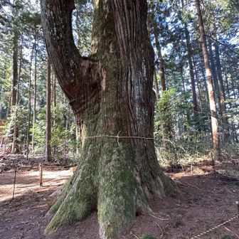 大きさにも魅了🌲