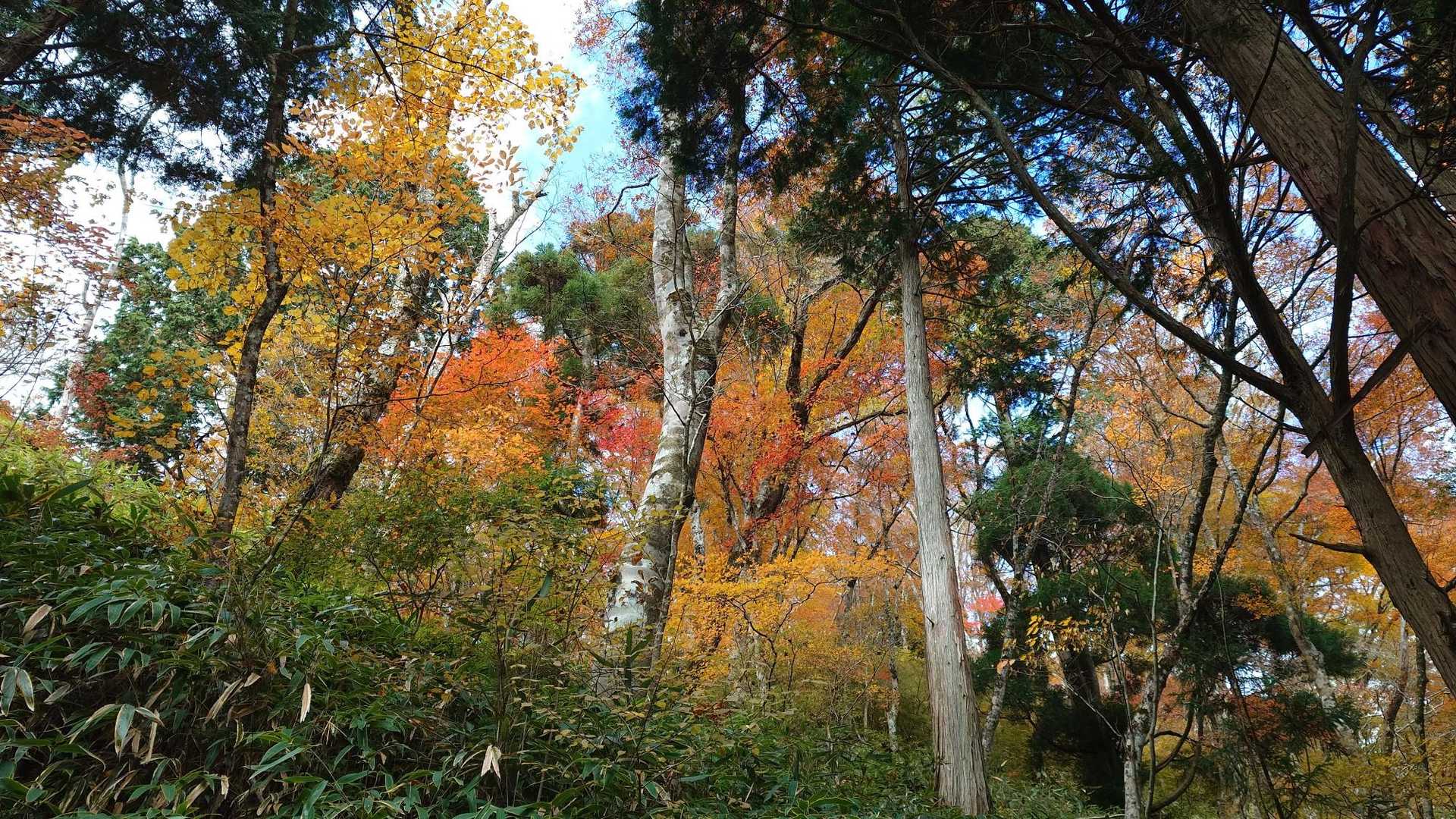 高天彦神社-転法輪寺-休憩所-府民の森 ちはや園地-伏見峠 縦走コースの写真