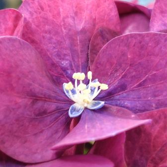 紫陽花の真ん中のお花✨️