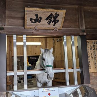多度大社の神馬🐴