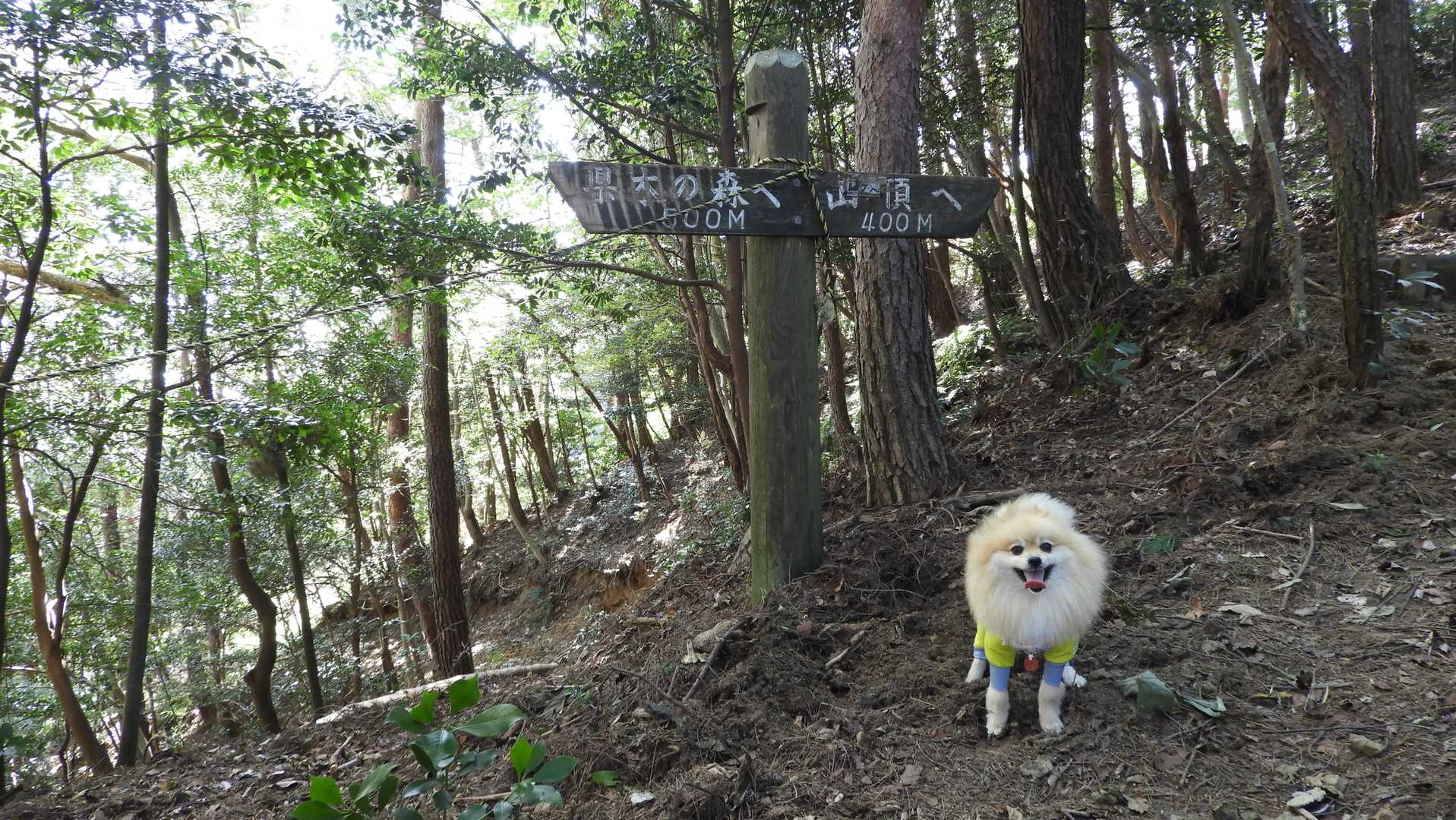 山頂まで400m　順調